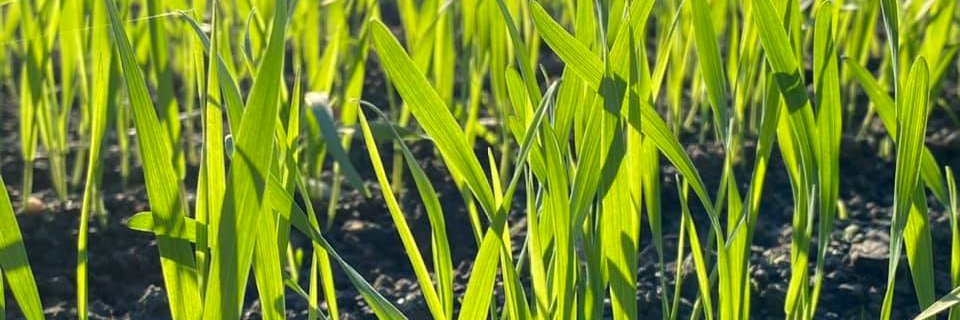 Ole Johan Borge banner