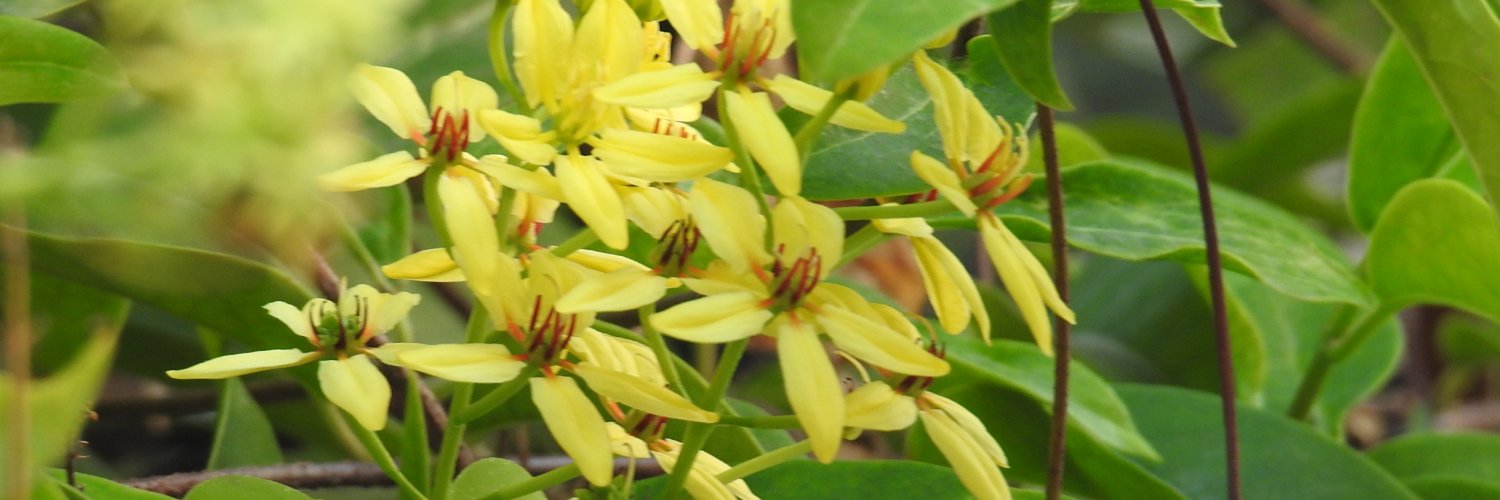 Passania's profile banner image