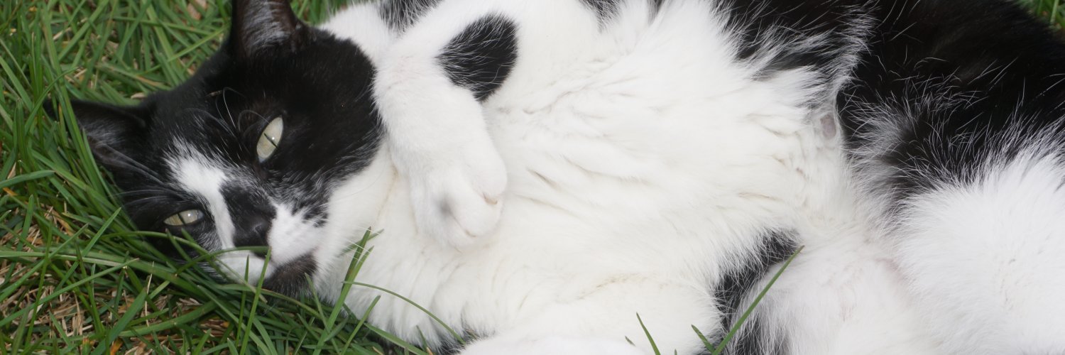 Fluffy Pudge & Friends banner