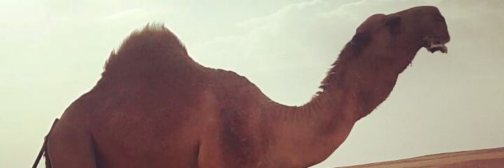ARaayd's profile banner image