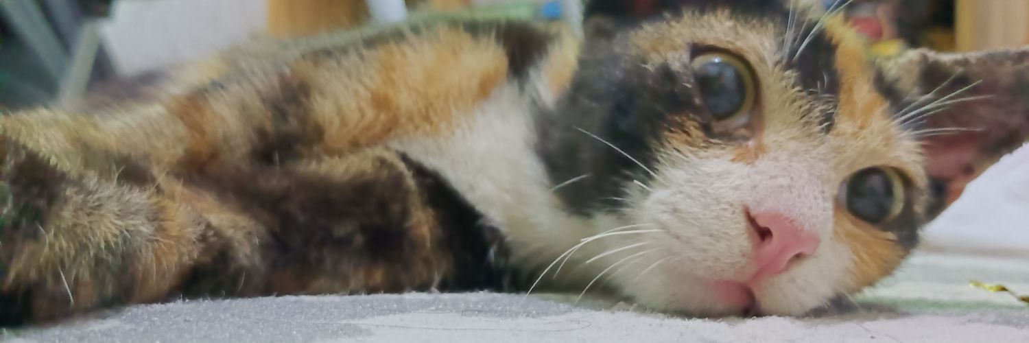 tintony's profile banner image