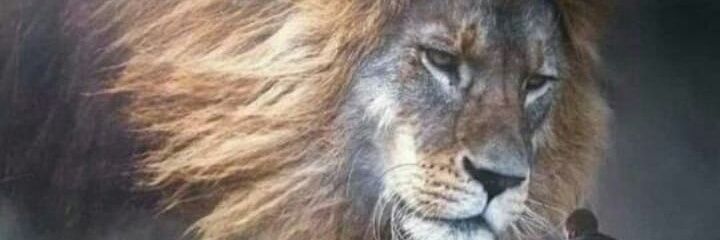 japaaajr's profile banner image