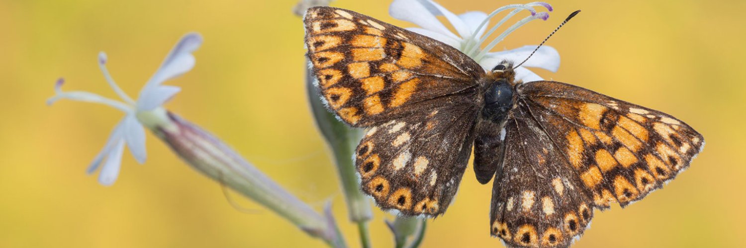 BC Dorset 🦋's banner