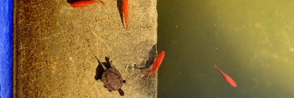 PaedSurgJoe Profile Banner