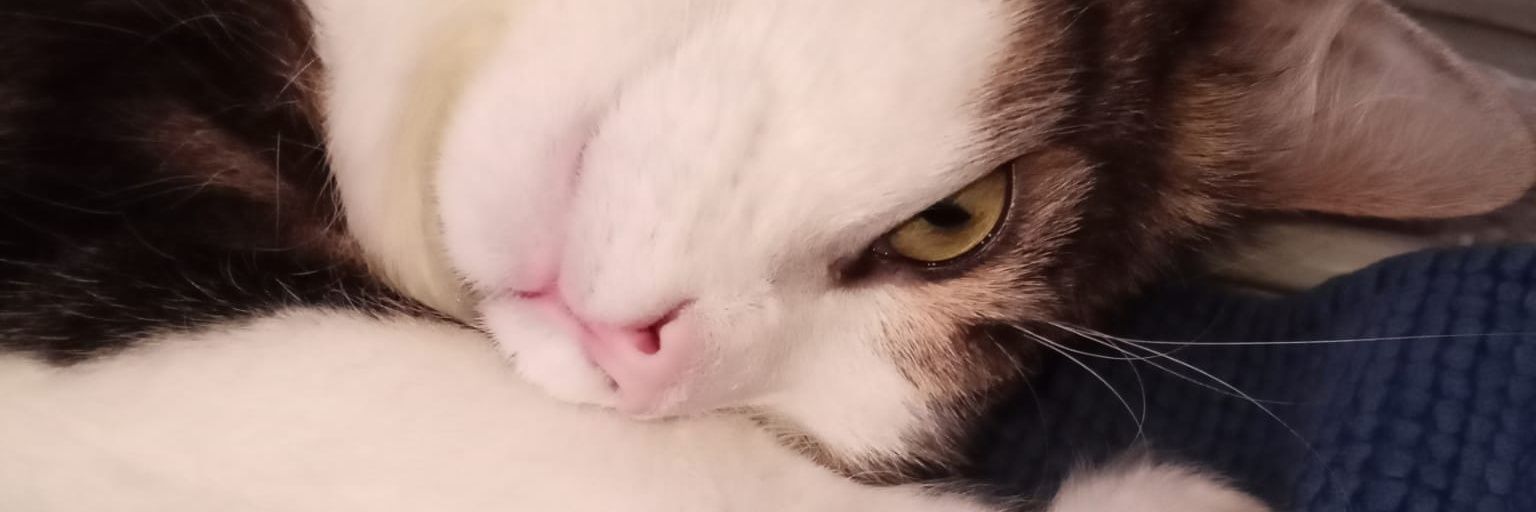loryrossini's profile banner image
