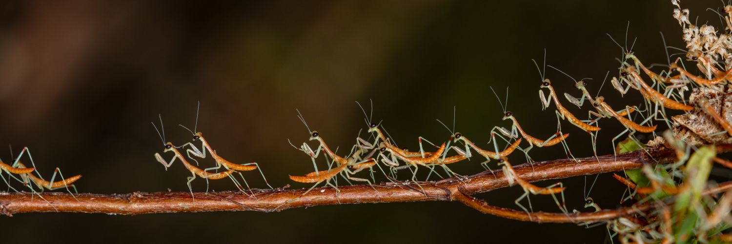 Dandroid's Aperture Science 💛🤍💜🖤🕷️🐜 banner