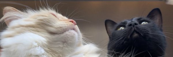 microbekween Profile Banner