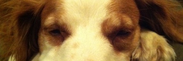 RicochetRowdy Profile Banner