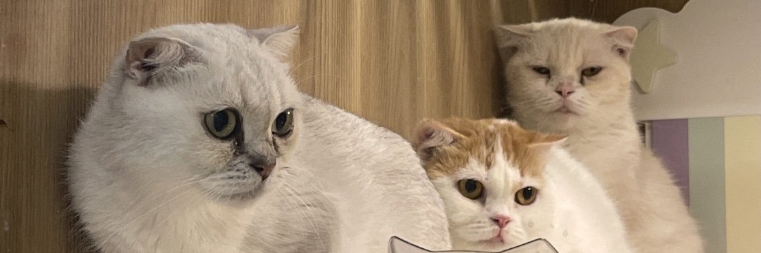 WingwonXD banner