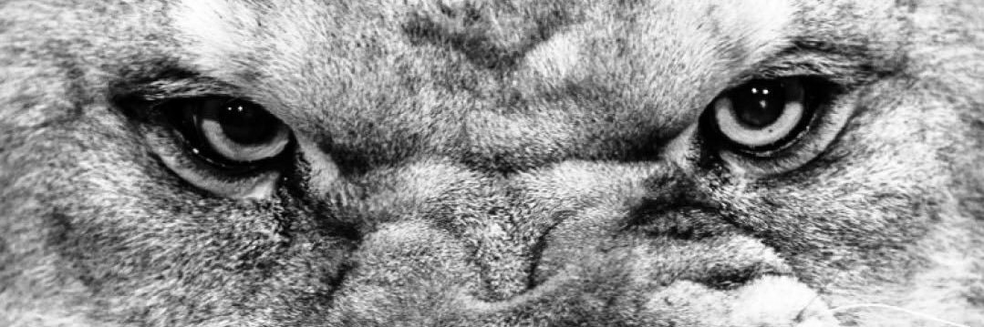 Navigator429's profile banner image
