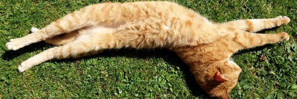 becajhall Profile Banner