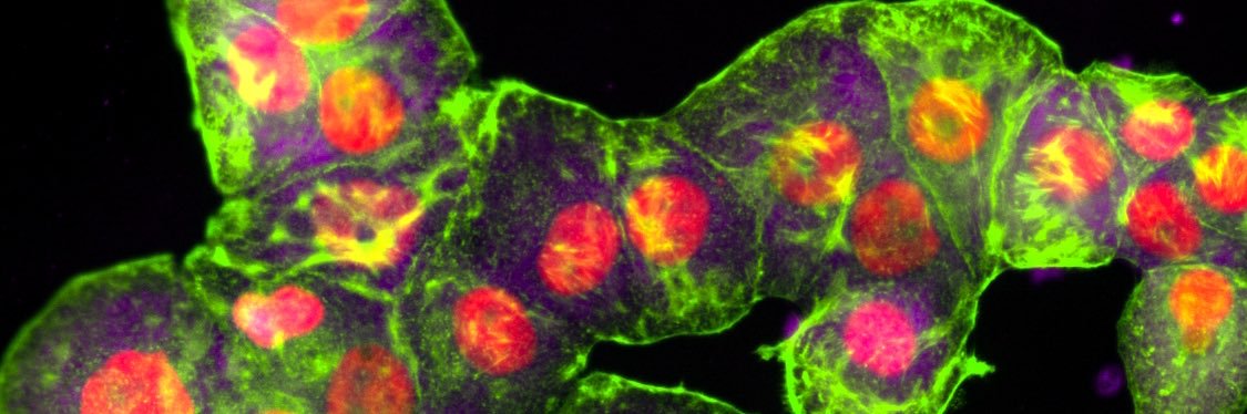 Lena Batoon, PhD banner