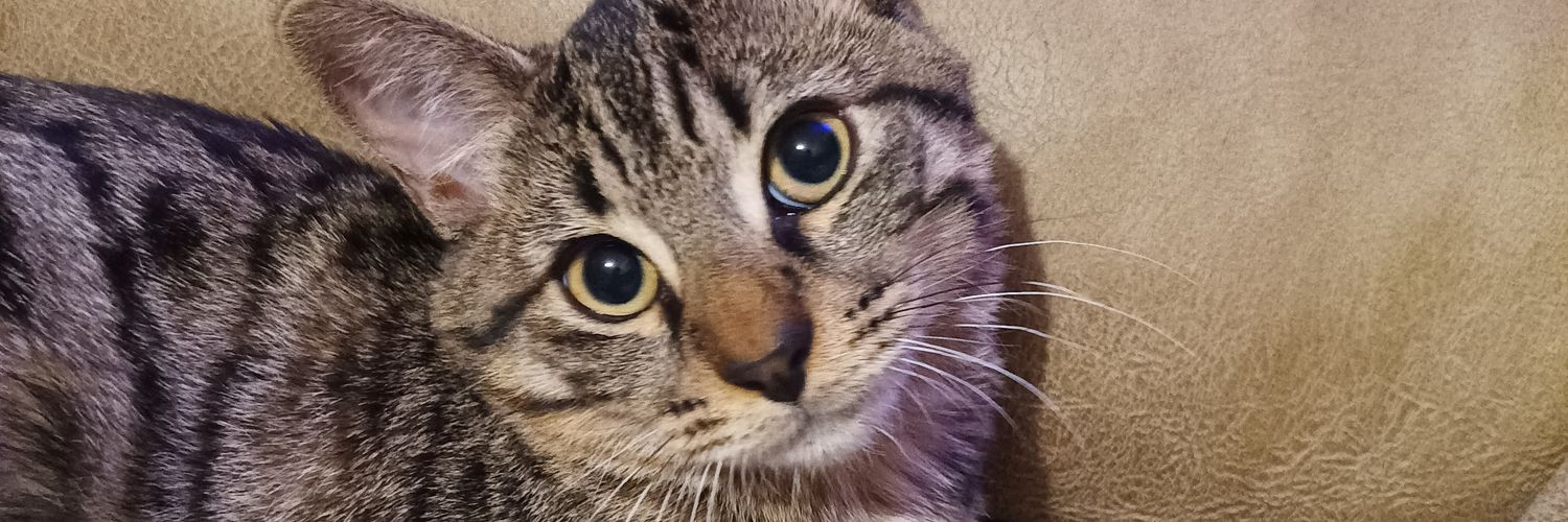 akamallon's profile banner image