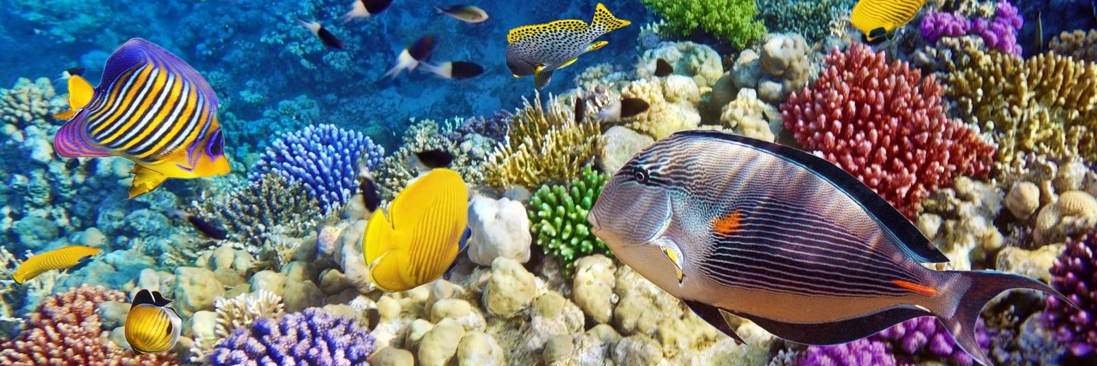 Cancun Sailing Tours banner