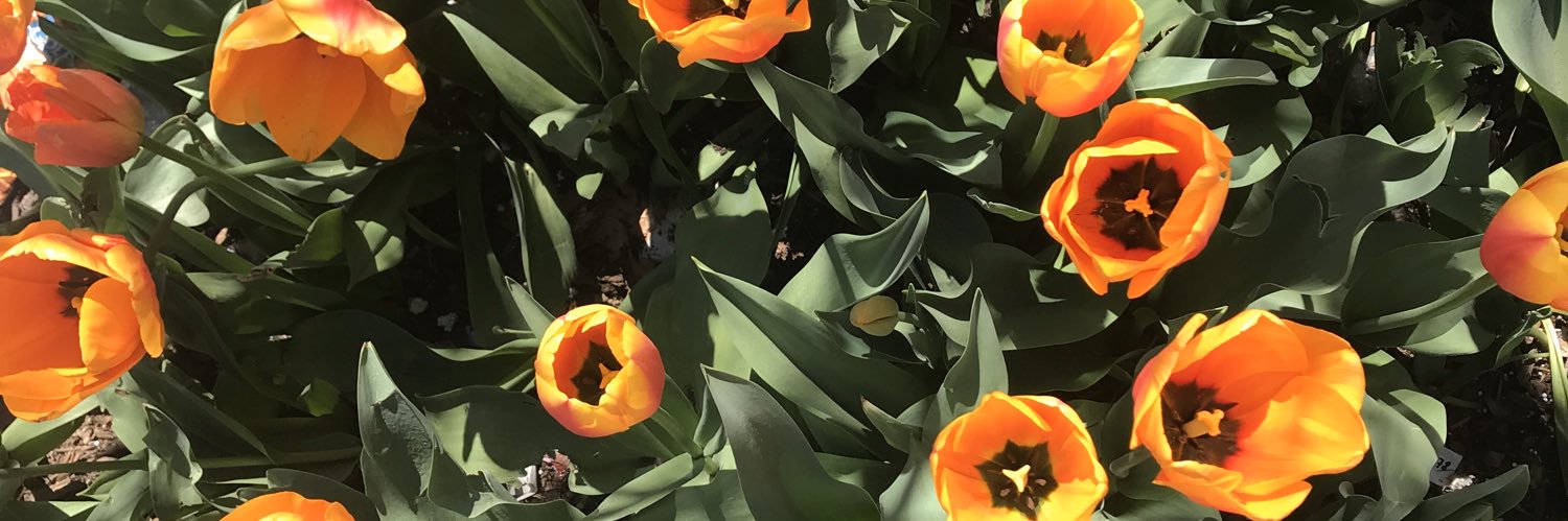 danyell250's profile banner image
