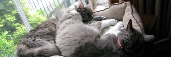 PhDProf1 Profile Banner