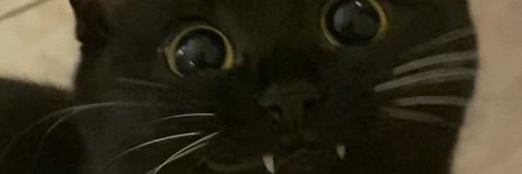 bchizbcrawdaddy's profile banner image