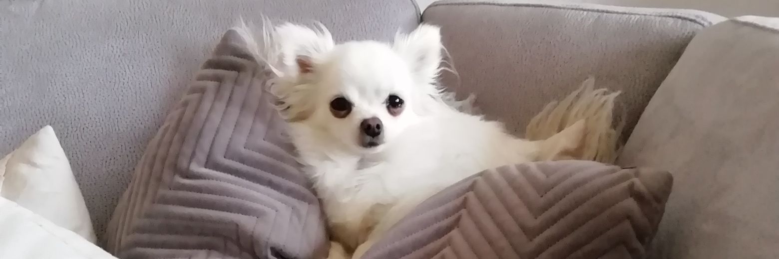 PBanause's profile banner image