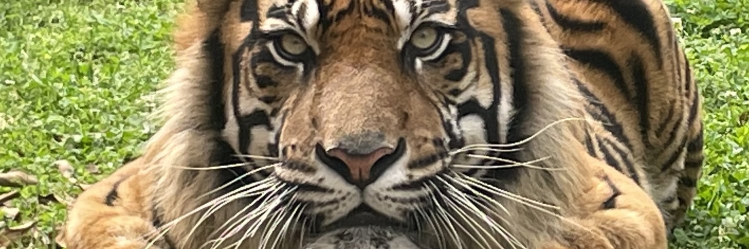 Jackson_Zoo's profile banner image