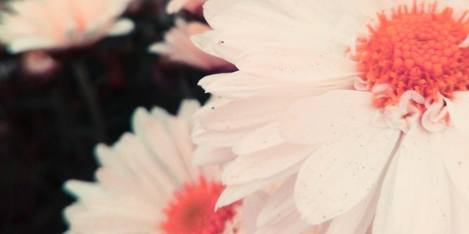 carmiliamor's profile banner image