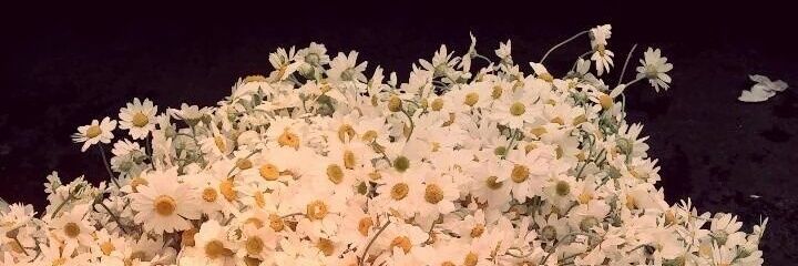 Sedacrr's profile banner image