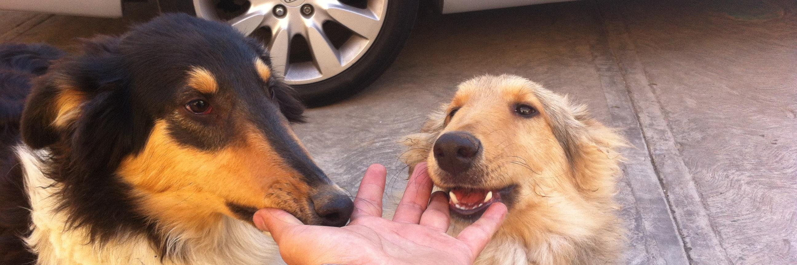 Anthonio Sánchez banner