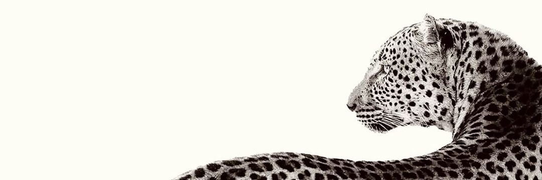 olapvsh's profile banner image
