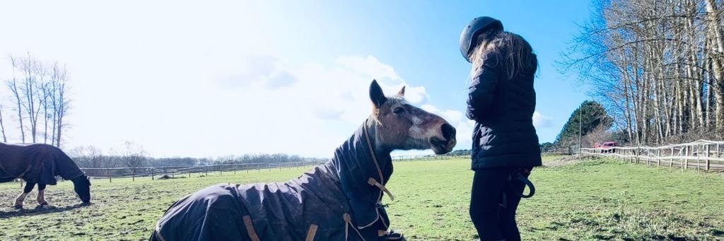 stableandwild's profile banner image
