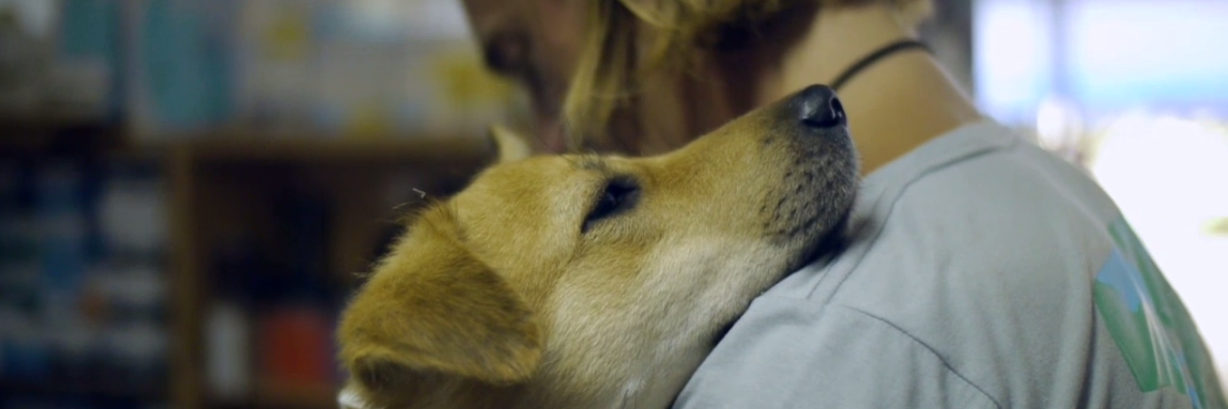 Piet Hellemans banner