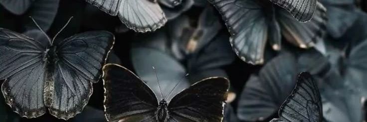 dying__gull's profile banner image