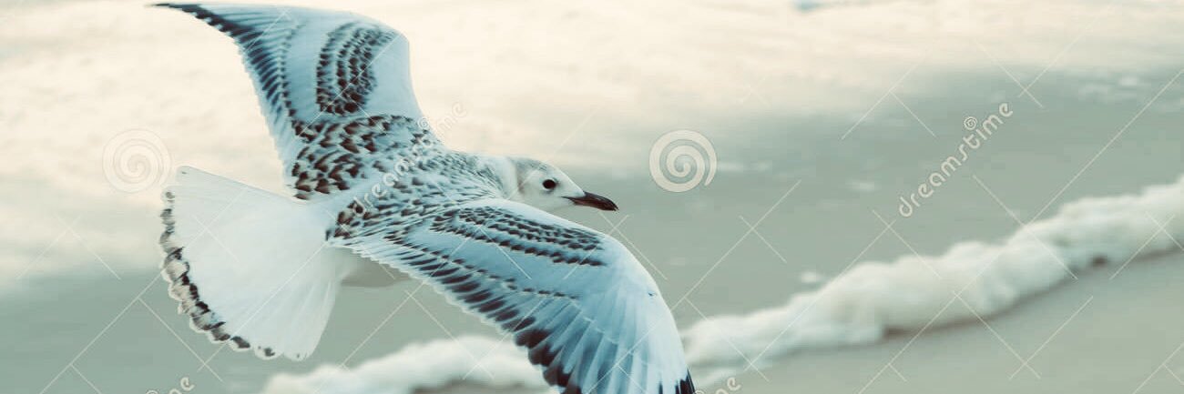 Roberto chang banner