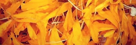OjaswiS's profile banner image