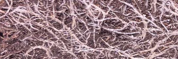 PinzoneJoey Profile Banner