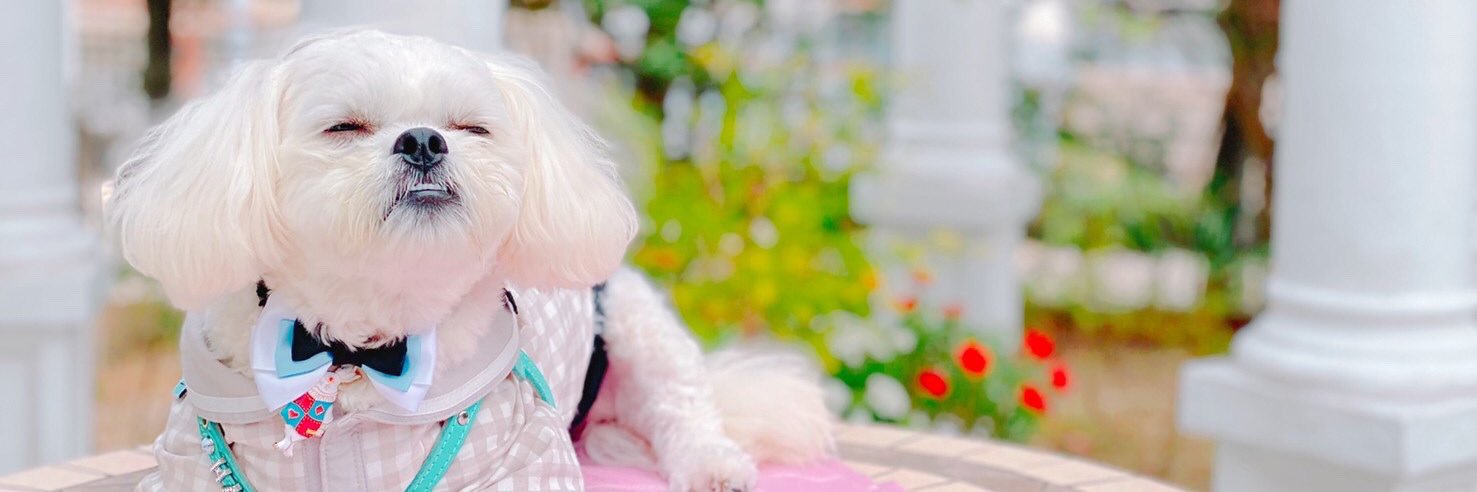 智春【取引専用垢】 banner