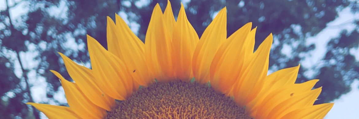 Elana_33's profile banner image