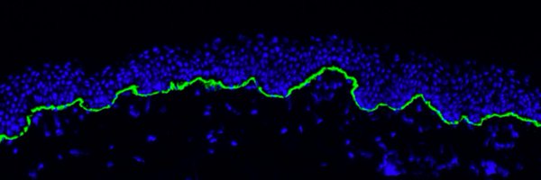 NystromLab Profile Banner