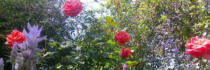 sandra655's profile banner image