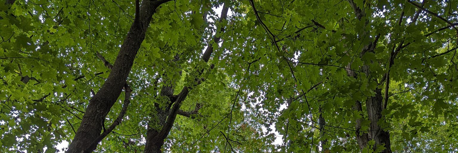 🌧️Allison🌧️ banner