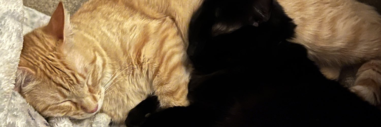 bellambarron's profile banner image