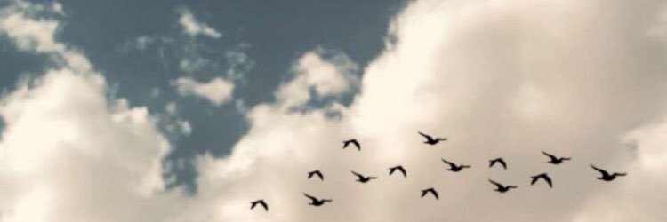 . banner