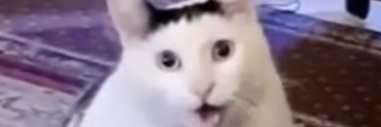 Rheinaldo⛩️,🚢 banner