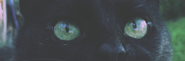 FlorZala's profile banner image