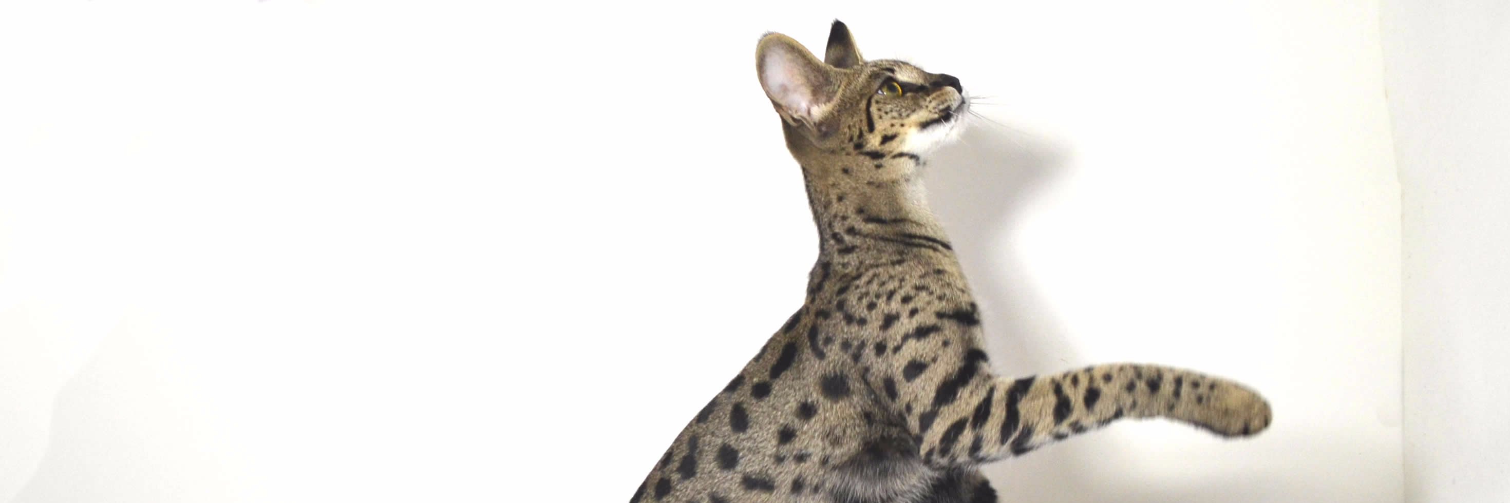 amanukatz_com's profile banner image