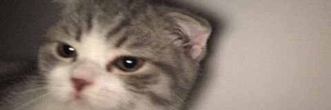 Ekko banner
