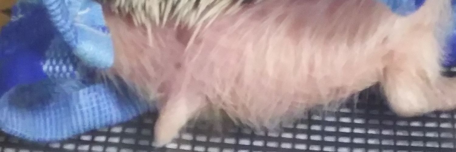 monaka the hedgehog's banner