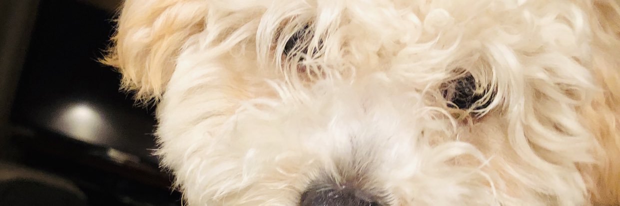 mariottipv's profile banner image