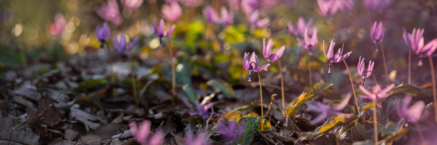 国営越後丘陵公園(公式) banner