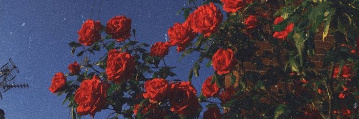 𝑫𝐚𝐥𝐢𝐚 banner