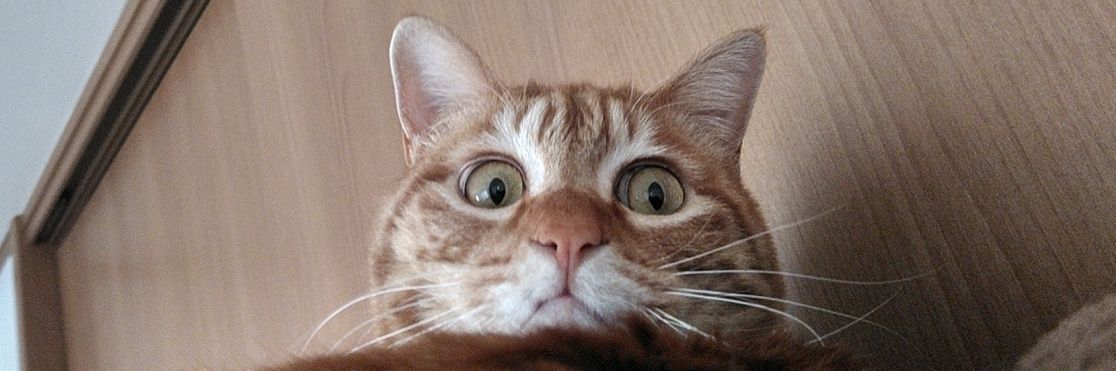 ブルガリック🧄😪💤💤💤 banner