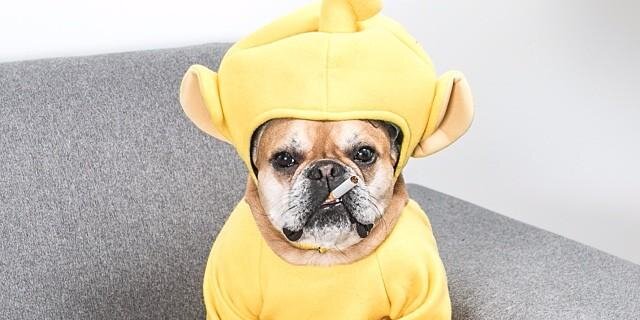 sconesnotloaves's profile banner image